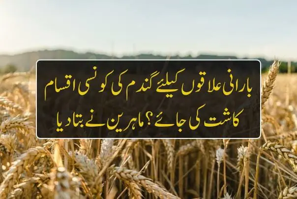 بارانی علاقوں کے کاشتکار گندم کی فی ایکڑ زیادہ پیداوار کیلئے کونسا بیج استعمال کریں ،ماہرین نے بتا دیا