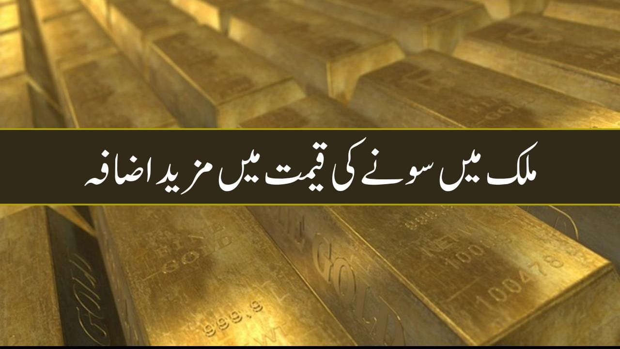 Gold Rat in Pakistan