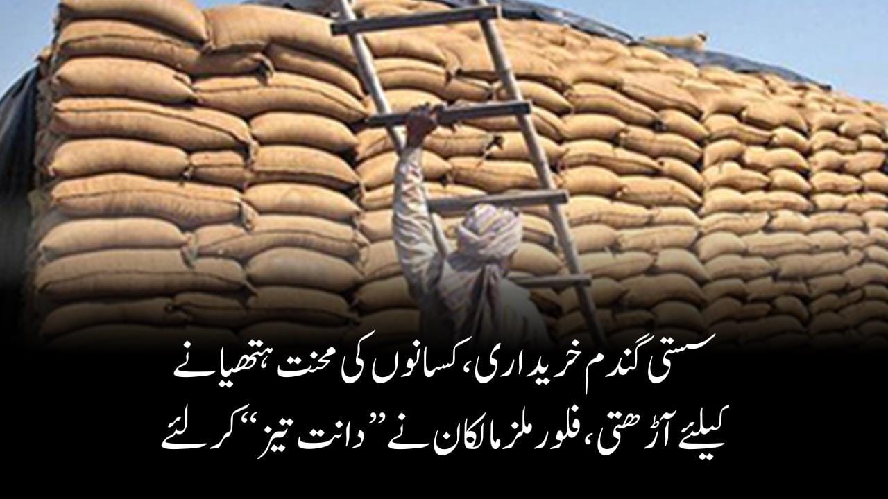 سستی گندم خریداری،کسانوں کی محنت ہتھیانے کیلئےآڑھتی،فلورملز مالکان نے’’دانت تیز ‘‘کر لئے