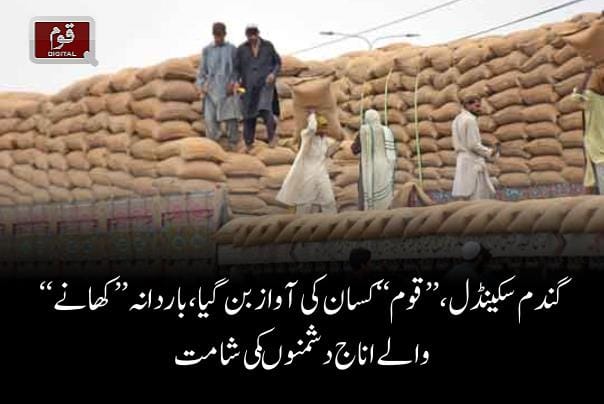 گندم سکینڈل ،’’قوم‘‘کسان کی آواز بن گیا،باردانہ ’’کھانے‘‘ والے اناج دشمنوں کی شامت