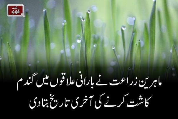 ماہرین زراعت نے بارانی علاقوں میں گندم کاشت کرنے کی آخری تاریخ بتا دی