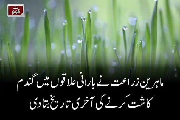 ماہرین زراعت نے بارانی علاقوں میں گندم کاشت کرنے کی آخری تاریخ بتا دی