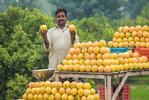 چکوترا غزا میں شامل کرکے بے شمار فوائد حاصل کریں
