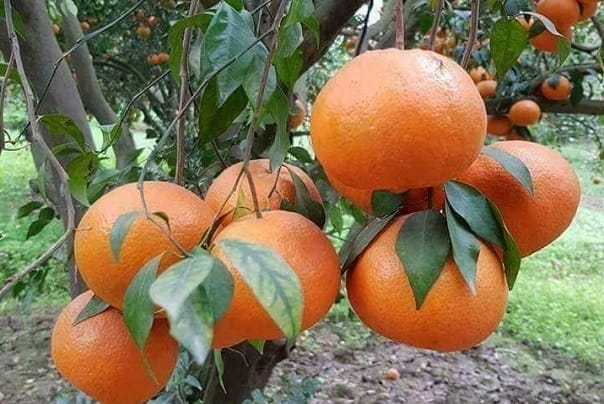 کینو اور مالٹا موسم سرما کا مزیدار اور صحت بخش پھل