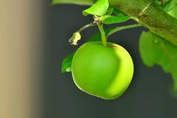 نئے باغات لگا نا چاہتےہیں توان سفارشات پرعمل کریں